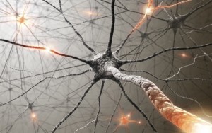 neuronios
